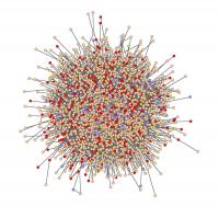 Molecular Network of an Ovarian Cancer Cell