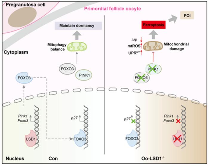 LSD1 in primordial follicle oocytes to maintain mitophagy homeostasis and inhibit ferroptosis