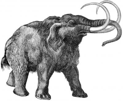 Woolly-Mammoth Gene Study Changes Extinction Theory (1 of 3)
