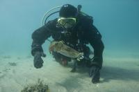 Justine Allen and Cuttlefish in Aegean Sea, 2011