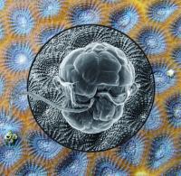 Dinoflagellates