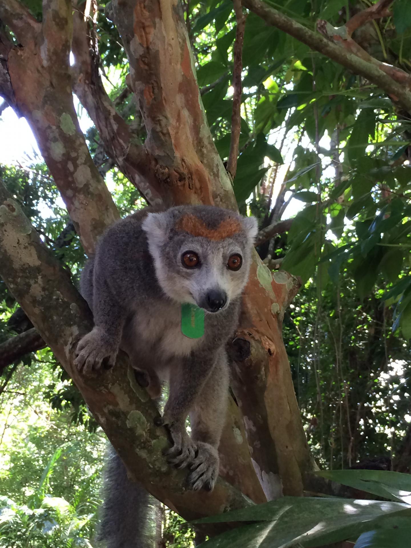Lemur