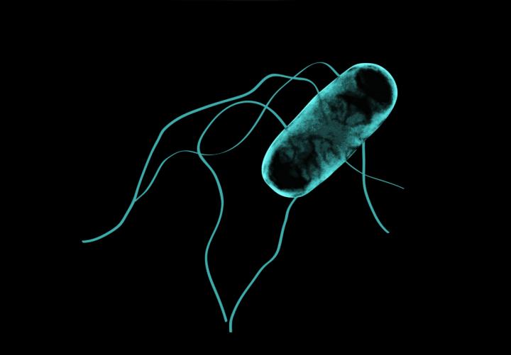 <i>Salmonella</i>