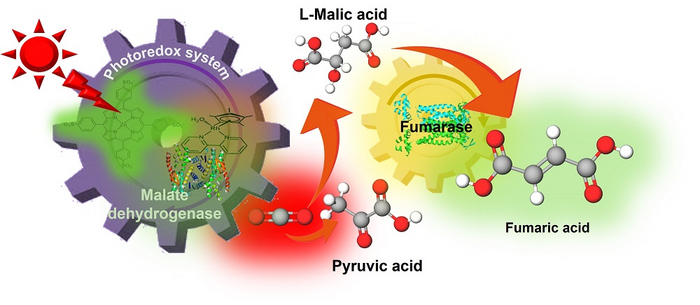 Fumaric acid synthesis from CO2 using solar energy