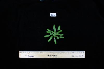<i>Arabidopsis</i> Plant