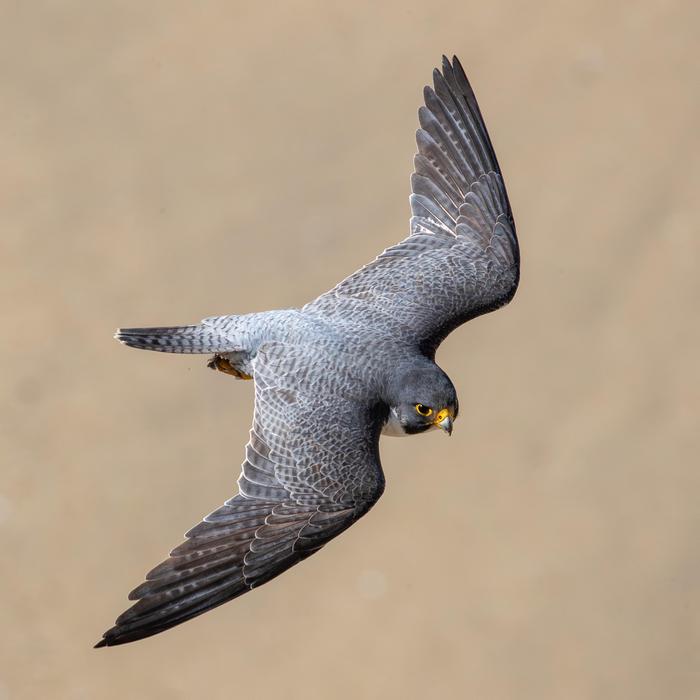 Peregrine in flight