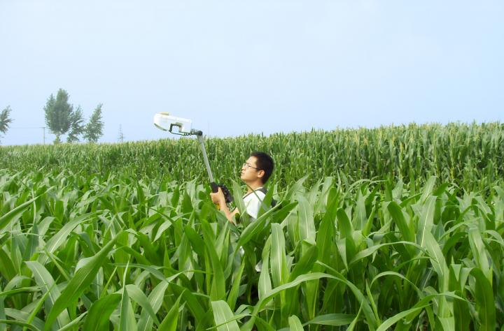 Corn Canopy