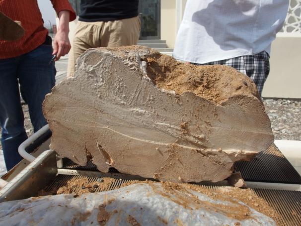 Oman Coral Fossil