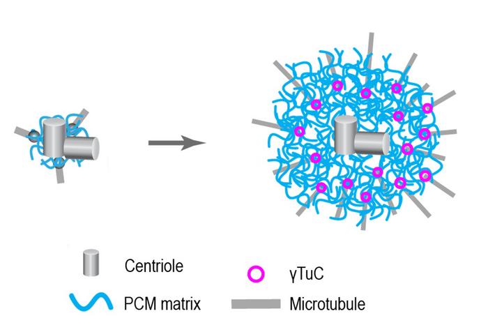 Centrosome expansion and microtubule formation during cell division