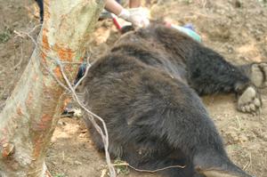 Bear caught in a snare in Vrancea County