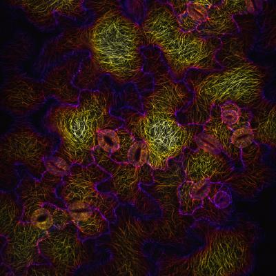 Pressure and Structure Responsible for Pavement Cells Unusual Shape