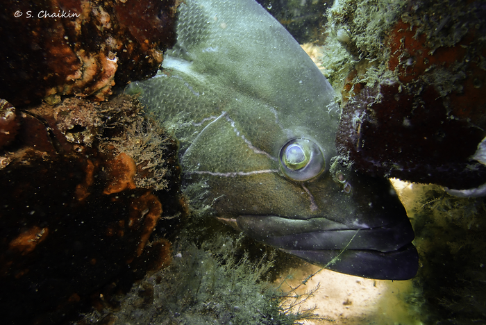 marine species