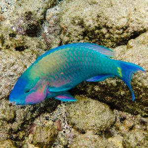 Palenose parrotfish