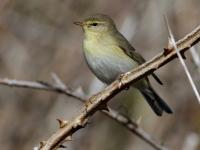 A Willow Warbler (Phylloscopus trochilus) stopping over on the island of Helgoland (Germany) for some food and rest.