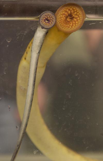 Sea Lampreys