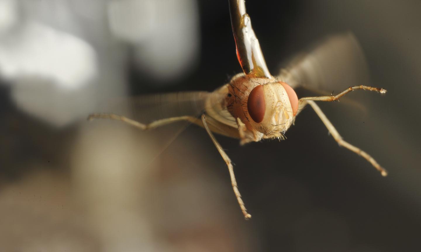 Super Hearing: U of T Scientists Study Fly to Develop Better Hearing Aids