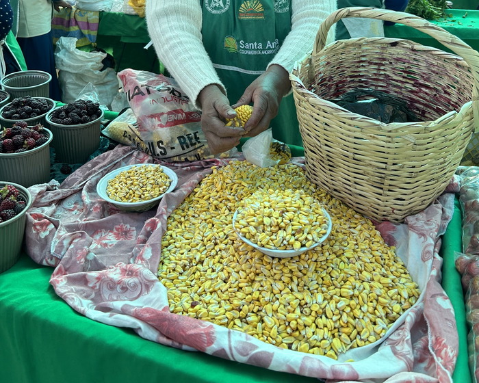 Maize for sale at Cotacachi’s agroecological market in Ecuador. November 2022.