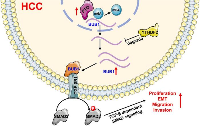 FTO Promotes Hepatocellular Carcinoma Progression by Mediating m6A Modification of BUB1 and Targeting TGF-βR1 to Activate the TGF-β Signaling Pathway