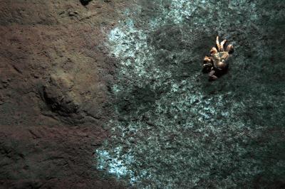 Crab on Bacterial Mat