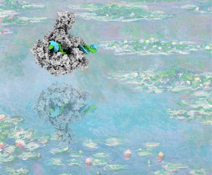 Water molecule