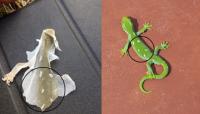 Barking gecko patterns