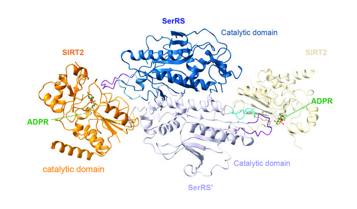 Cryo-EM structure reveals an ADPR-bridged interaction between SerRS and SIRT2 that inhibits both enzymes