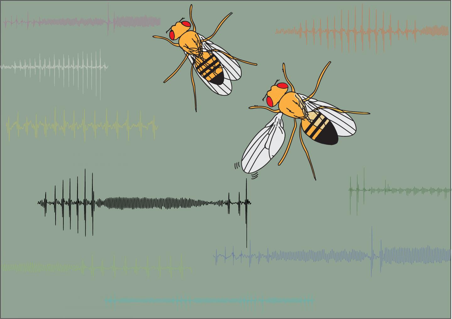 Male Fruit Fly Singing to Female