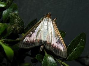 Box tree moth on leaf (Credit: Tim Haye/CABI).