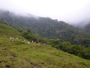 Cattle pasture in the western Andes