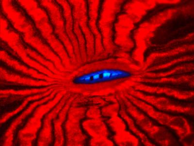 Fluorescence of Mouth Region of a Reef Coral