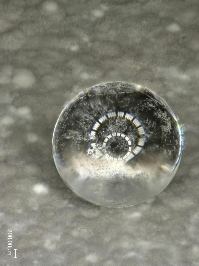 Water Drop on Water-Repellent <em>Streptomyces</em> Bacteria