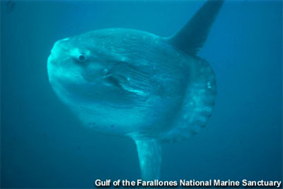 Ocean Sunfish