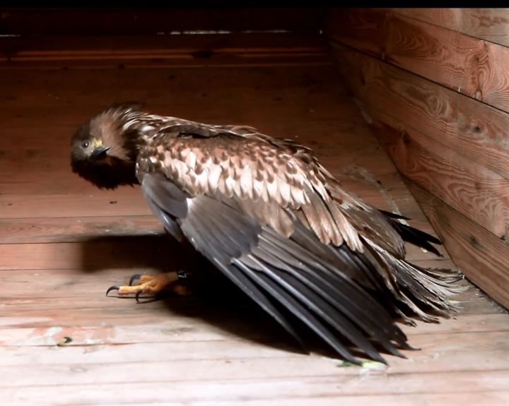 Ill White-Tailed Sea Eagle