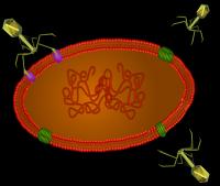 Schematic of Viruses