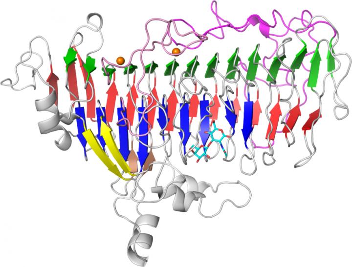 Lacto-N-biosidase LnbX