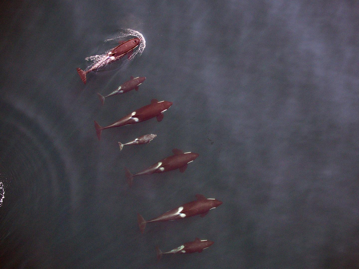 Northern Resident Killer Whales