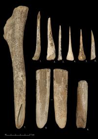 Bones