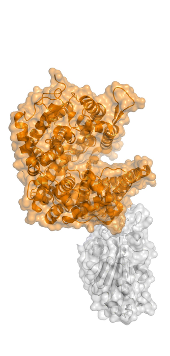 How three mutations work together to spur new SARS-CoV-2 variants