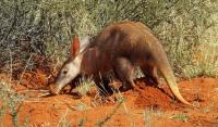 Aardvark