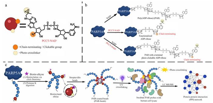 Design and application of the PCCT-NAD+ probe for PAR interactome profiling.
