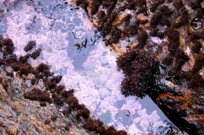 Looking into Tide Pool at Point Lobos