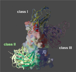 Nanobodies attack SARS-CoV-2 spike protein