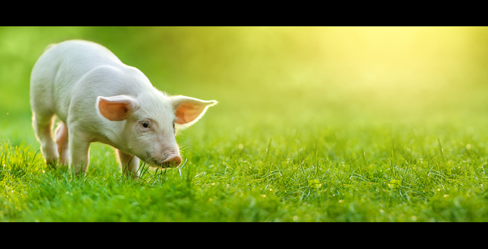 Swine