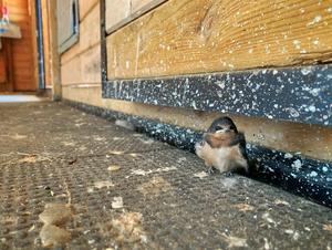 Baby Bird’s Wishlist: Mild Weather, Attentive Parents, Not Being the Smallest Sibling