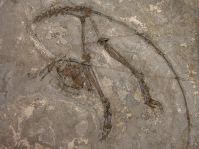 Fossil Primate