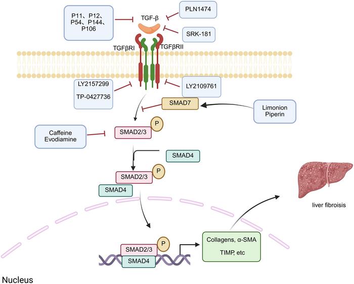 Therapeutic approaches to inhibit TGF-β/SMAD-induced liver fibrosis