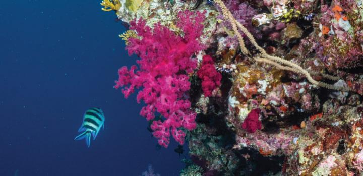 Soft Coral