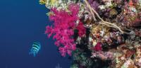 Soft Coral
