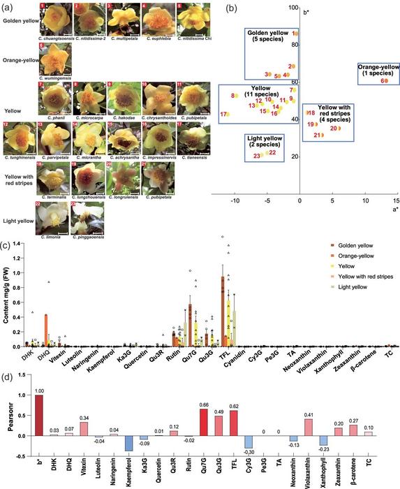 Identification of the predominant pigments in the petal coloration of golden Camellia through the analysis of 23 species.