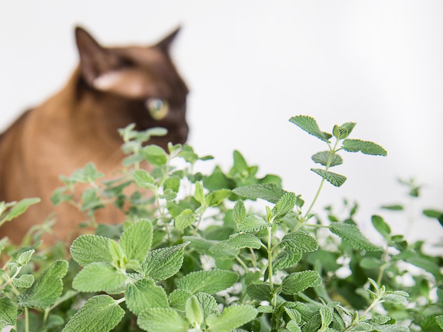Cat and Catmint